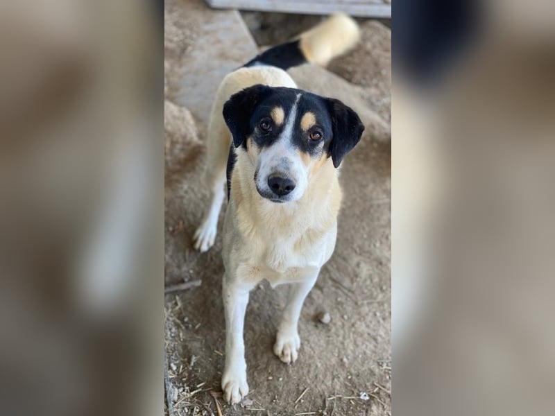 Fanny, geb. ca. 04/2021, lebt in GRIECHENLAND, im städt. Tierheim Serres