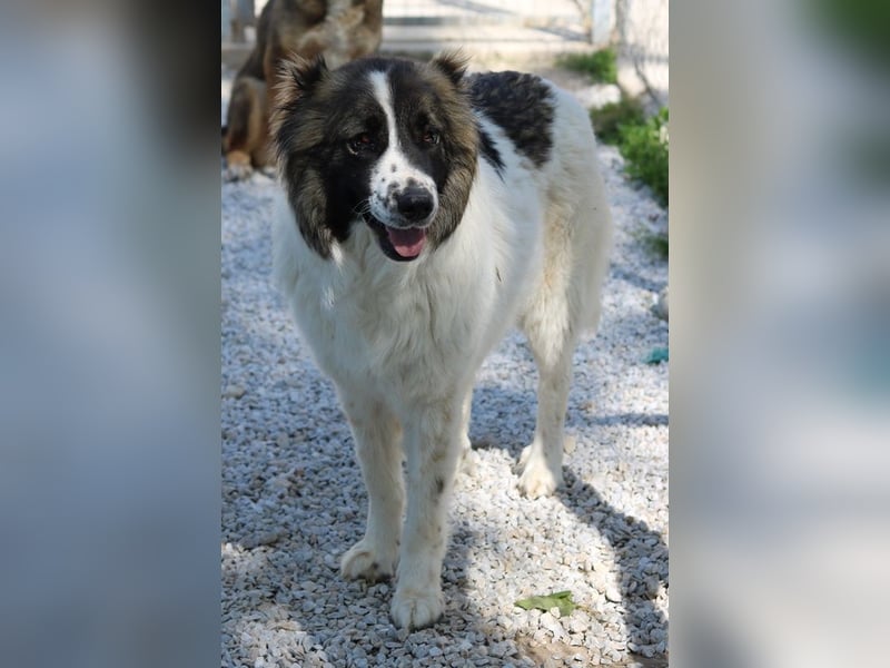 Marla, geb. ca. 06/2020, lebt in GRIECHENLAND, im städt. Tierheim Serres