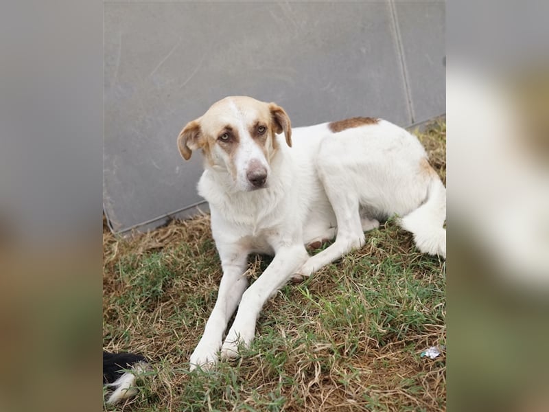 Evi, geb. ca. 06/2020, lebt in GRIECHENLAND, im städt. Tierheim Serres