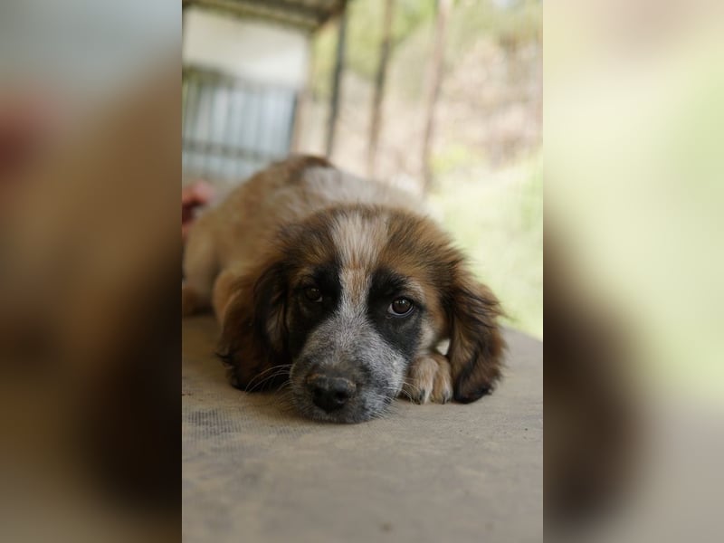 Toffee, geb. ca. 01/2023, lebt in GRIECHENLAND, im städt. Tierheim Serres
