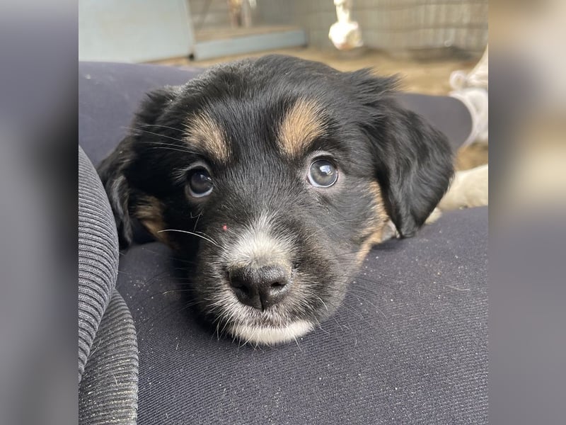 Snoopy, geb. ca. 12/2024, lebt in GRIECHENLAND, auf einer privaten Pflegestelle