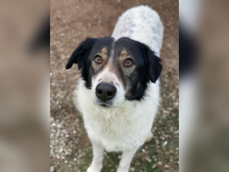 Xalia, geb. ca. 03/2018, lebt in GRIECHENLAND, im städt. Tierheim Serres