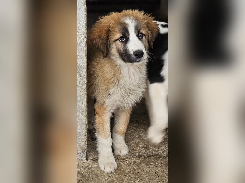 Zarina, geb. ca. 01/2025, lebt in GRIECHENLAND, im städt. Tierheim Serres