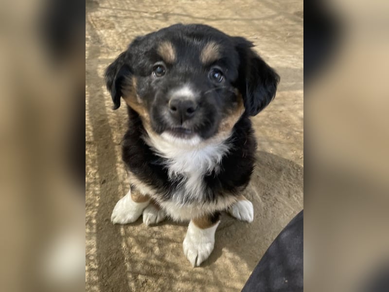 Snoopy, geb. ca. 12/2024, lebt in GRIECHENLAND, auf einer privaten Pflegestelle