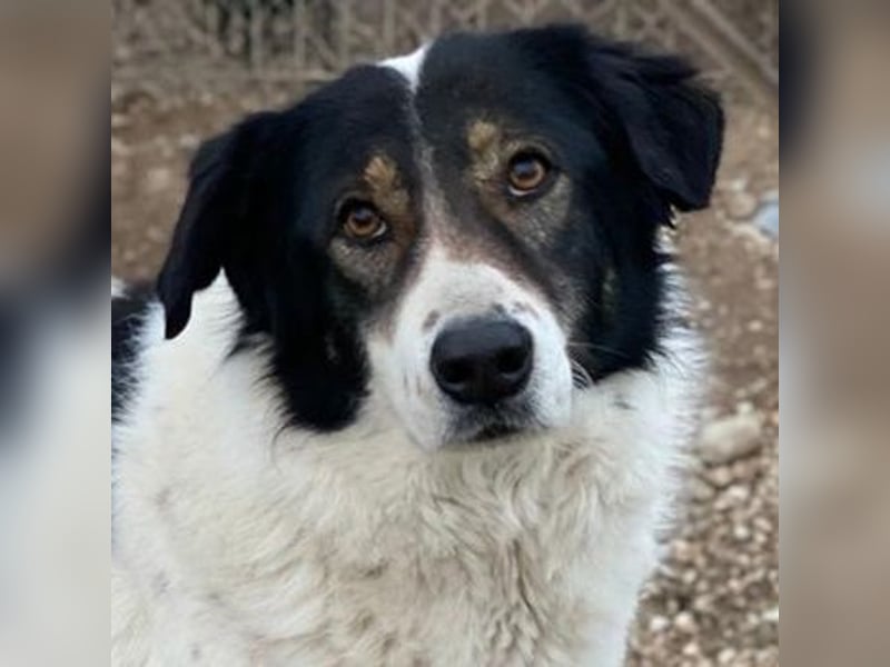 Xalia, geb. ca. 03/2018, lebt in GRIECHENLAND, im städt. Tierheim Serres