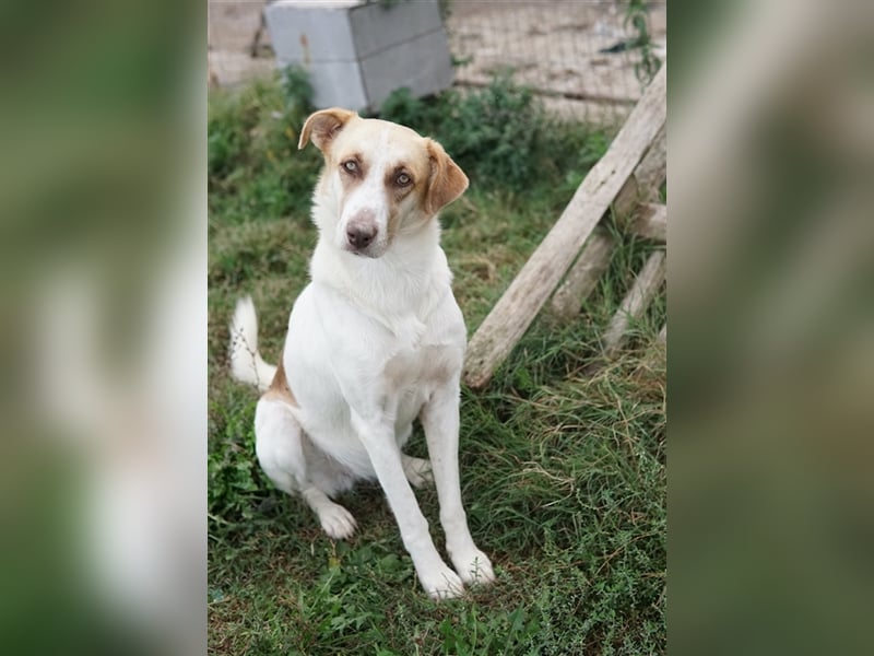Evi, geb. ca. 06/2020, lebt in GRIECHENLAND, im städt. Tierheim Serres