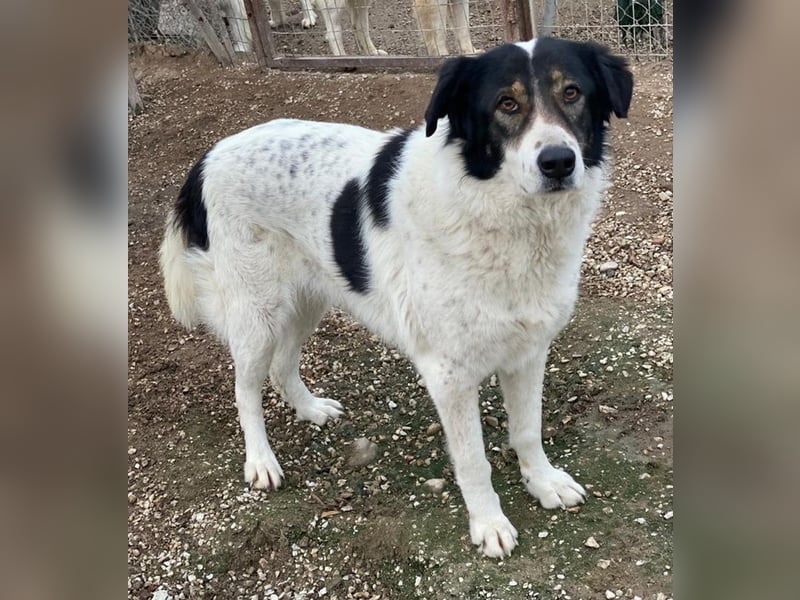 Xalia, geb. ca. 03/2018, lebt in GRIECHENLAND, im städt. Tierheim Serres