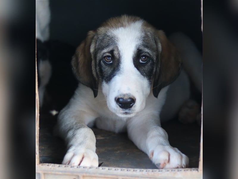Kelsy, geb. ca. 07/2022, lebt in GRIECHENLAND, auf einem Gelände, Hunde werden notdürftig versorgt