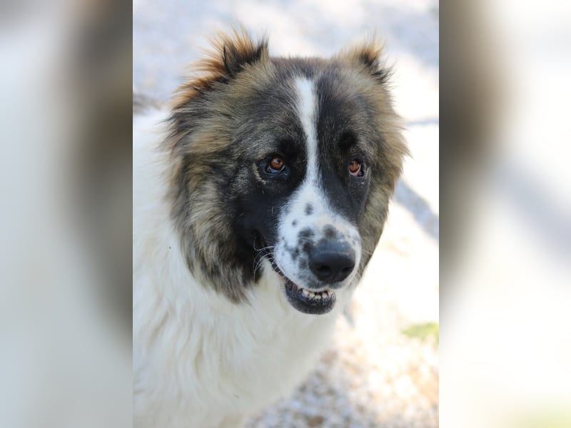 Marla, geb. ca. 06/2020, lebt in GRIECHENLAND, im städt. Tierheim Serres