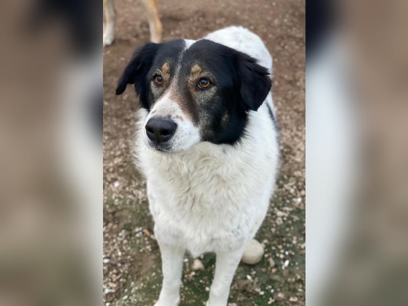 Xalia, geb. ca. 03/2018, lebt in GRIECHENLAND, im städt. Tierheim Serres