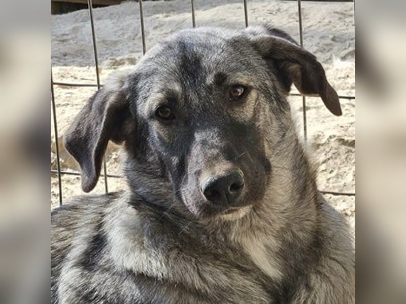 Nina Chuba, geb. ca. 02/2024, lebt in GRIECHENLAND, im städt. Tierheim Serres