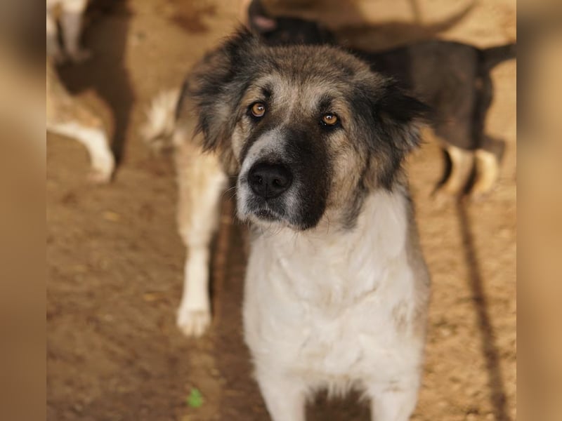 Talia, geb. ca. 09/2022, lebt in GRIECHENLAND, im städt. Tierheim Serres