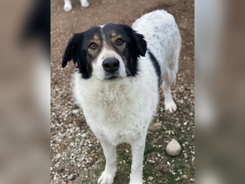 Xalia, geb. ca. 03/2018, lebt in GRIECHENLAND, im städt. Tierheim Serres
