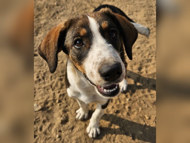 Darcy, geb. ca. 05/2024, lebt in GRIECHENLAND, auf einer privaten Pflegestelle
