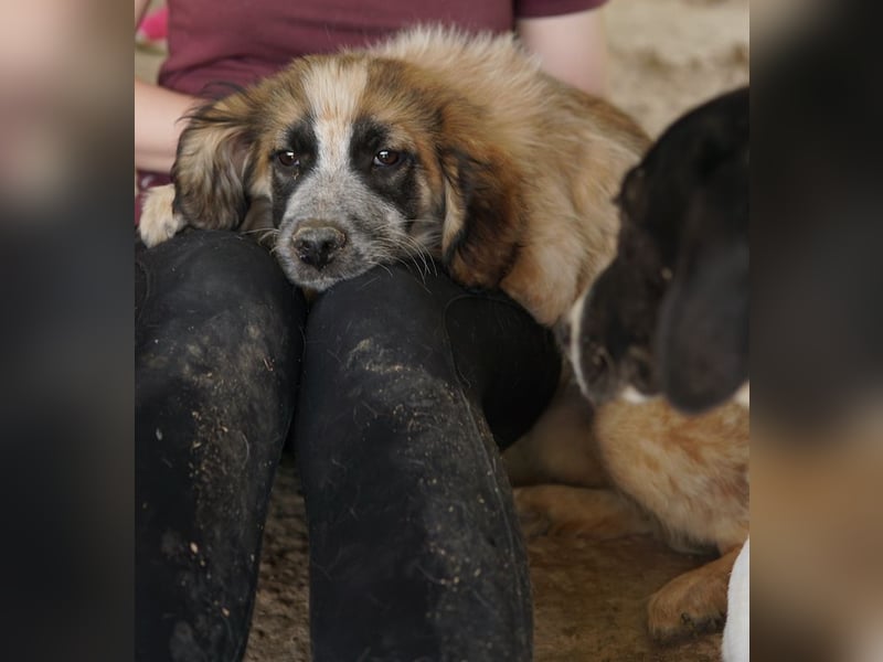 Toffee, geb. ca. 01/2023, lebt in GRIECHENLAND, im städt. Tierheim Serres