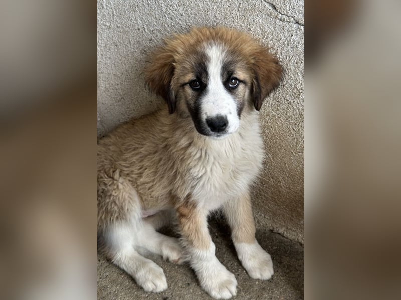 Zarina, geb. ca. 01/2025, lebt in GRIECHENLAND, im städt. Tierheim Serres