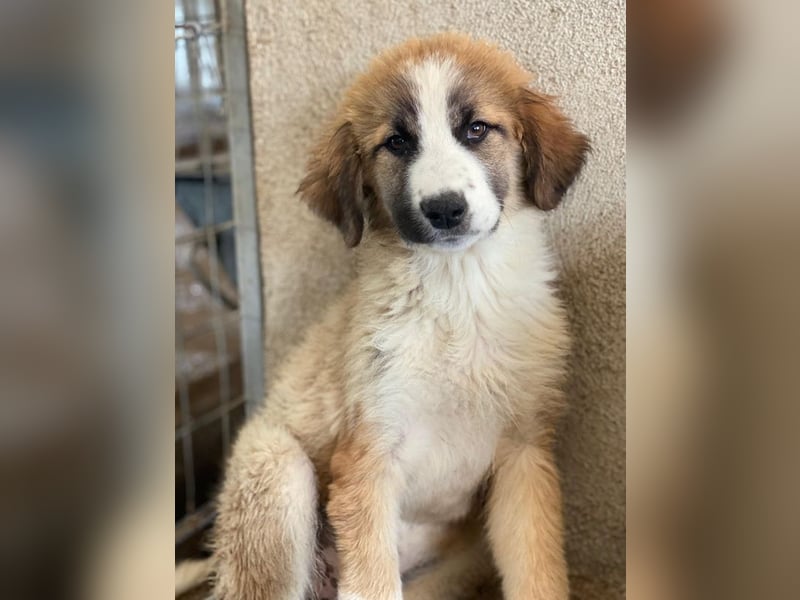 Zarina, geb. ca. 01/2025, lebt in GRIECHENLAND, im städt. Tierheim Serres