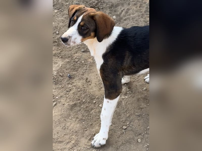 Darcy, geb. ca. 05/2024, lebt in GRIECHENLAND, auf einer privaten Pflegestelle