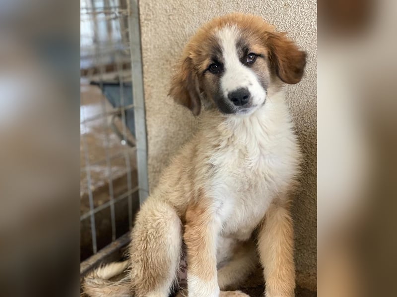Zarina, geb. ca. 01/2025, lebt in GRIECHENLAND, im städt. Tierheim Serres
