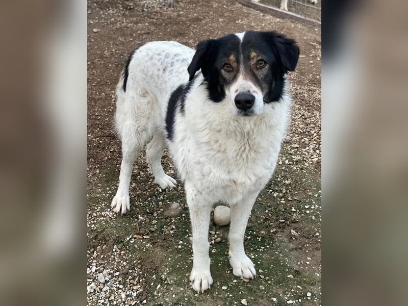 Xalia, geb. ca. 03/2018, lebt in GRIECHENLAND, im städt. Tierheim Serres