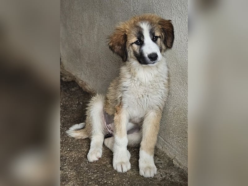 Zarina, geb. ca. 01/2025, lebt in GRIECHENLAND, im städt. Tierheim Serres