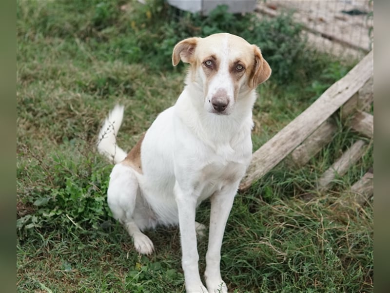 Evi, geb. ca. 06/2020, lebt in GRIECHENLAND, im städt. Tierheim Serres