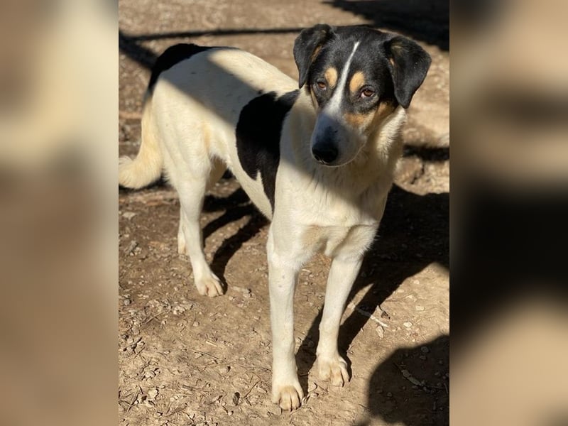 Fanny, geb. ca. 04/2021, lebt in GRIECHENLAND, im städt. Tierheim Serres