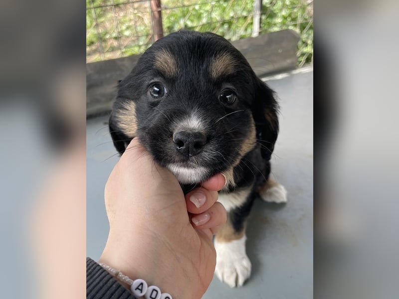 Snoopy, geb. ca. 12/2024, lebt in GRIECHENLAND, auf einer privaten Pflegestelle
