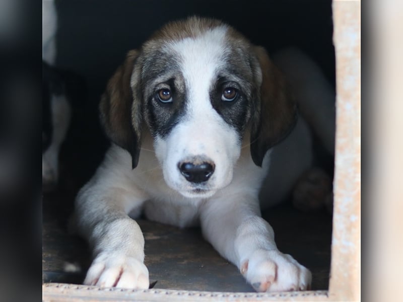 Kelsy, geb. ca. 07/2022, lebt in GRIECHENLAND, auf einem Gelände, Hunde werden notdürftig versorgt