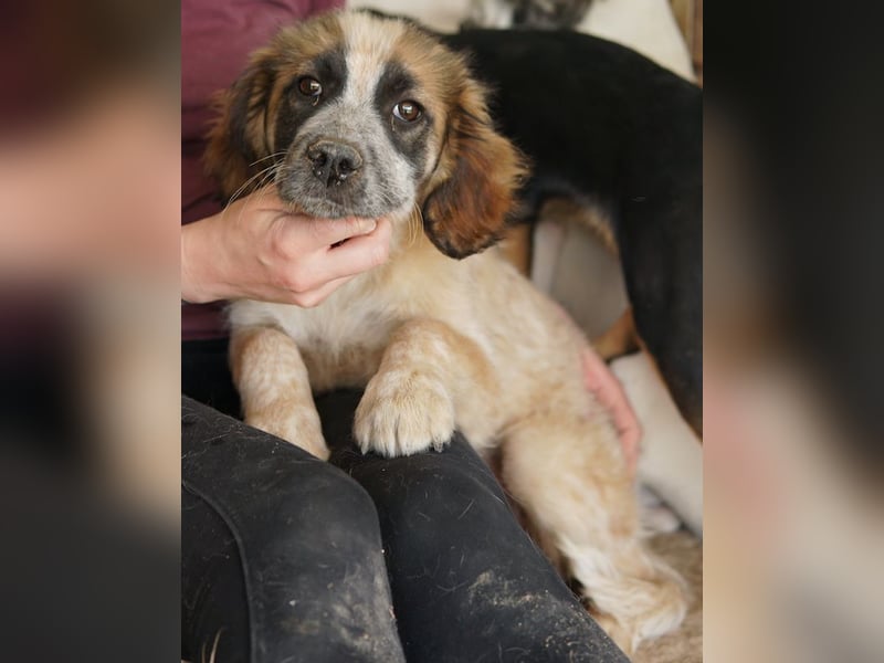 Toffee, geb. ca. 01/2023, lebt in GRIECHENLAND, im städt. Tierheim Serres