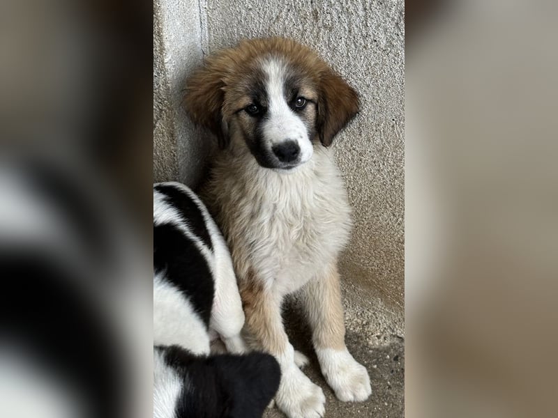 Zarina, geb. ca. 01/2025, lebt in GRIECHENLAND, im städt. Tierheim Serres