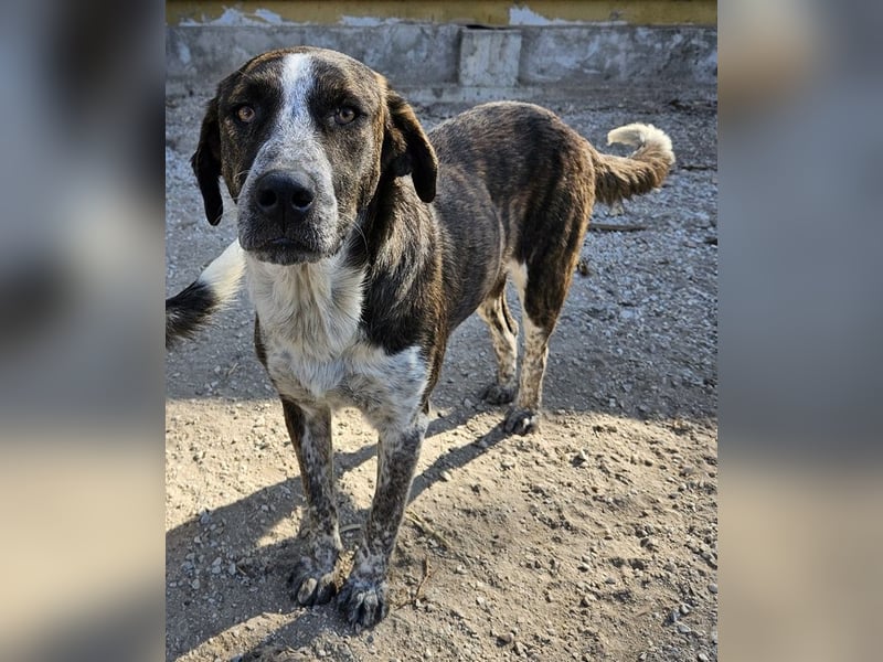 Saria, geb. ca. 07/2023, lebt in GRIECHENLAND, im städt. Tierheim Serres