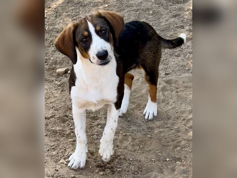 Darcy, geb. ca. 05/2024, lebt in GRIECHENLAND, auf einer privaten Pflegestelle
