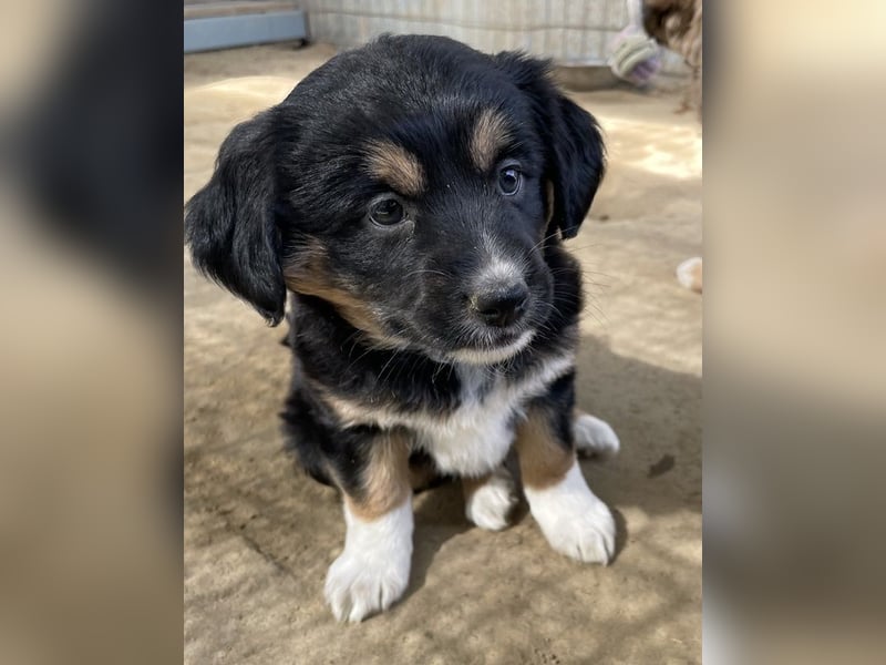 Snoopy, geb. ca. 12/2024, lebt in GRIECHENLAND, auf einer privaten Pflegestelle