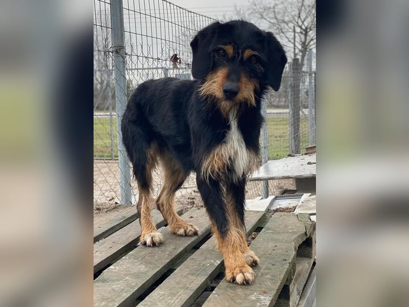 Bertha, geb. ca. 03/2023, lebt in GRIECHENLAND, im städt. Tierheim Serres