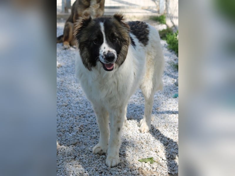 Marla, geb. ca. 06/2020, lebt in GRIECHENLAND, im städt. Tierheim Serres