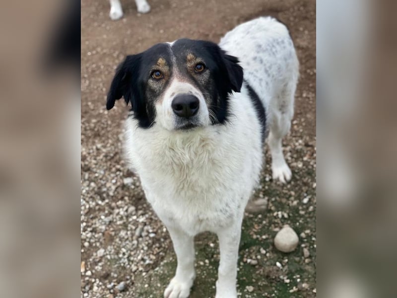 Xalia, geb. ca. 03/2018, lebt in GRIECHENLAND, im städt. Tierheim Serres