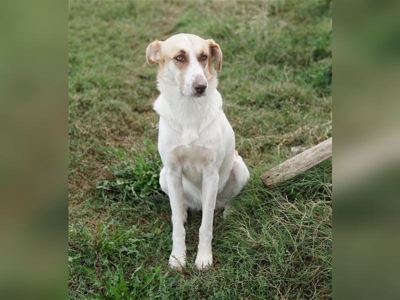 Evi, geb. ca. 06/2020, lebt in GRIECHENLAND, im städt. Tierheim Serres