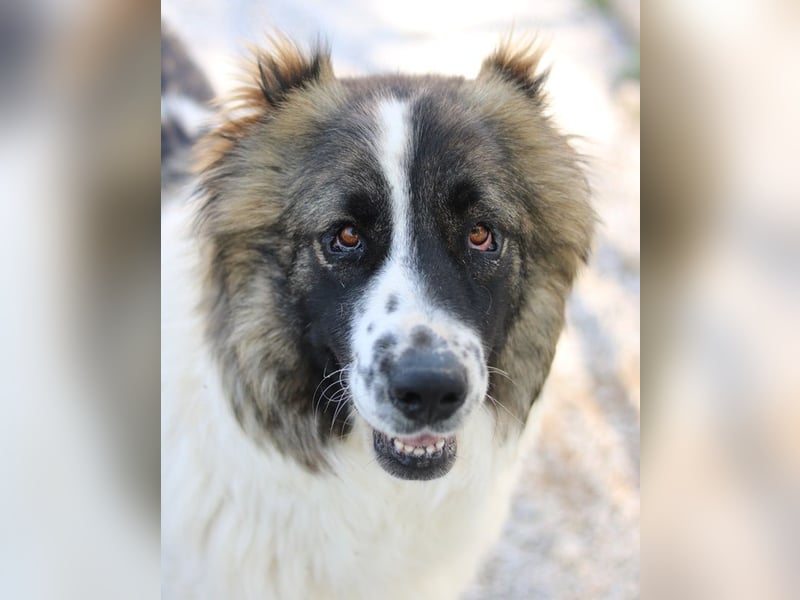 Marla, geb. ca. 06/2020, lebt in GRIECHENLAND, im städt. Tierheim Serres
