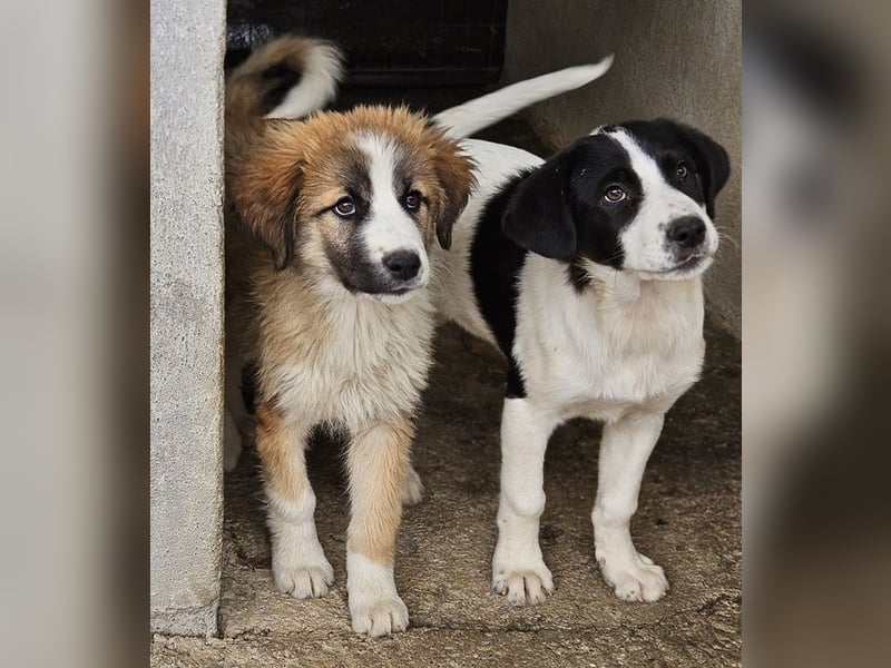 Zarina, geb. ca. 01/2025, lebt in GRIECHENLAND, im städt. Tierheim Serres