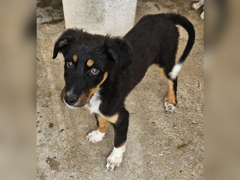 Fraya, geb. ca. 01/2025, lebt in GRIECHENLAND, im städt. Tierheim Serres