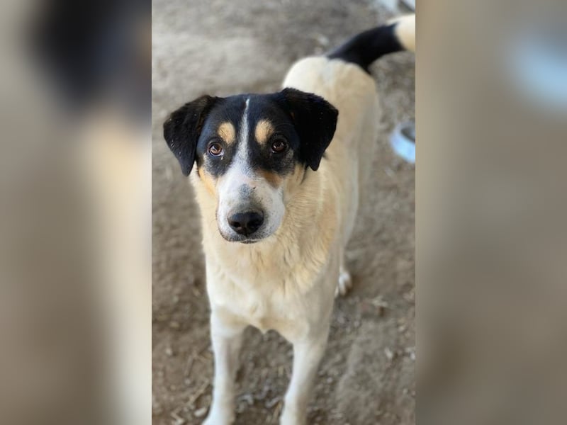 Fanny, geb. ca. 04/2021, lebt in GRIECHENLAND, im städt. Tierheim Serres