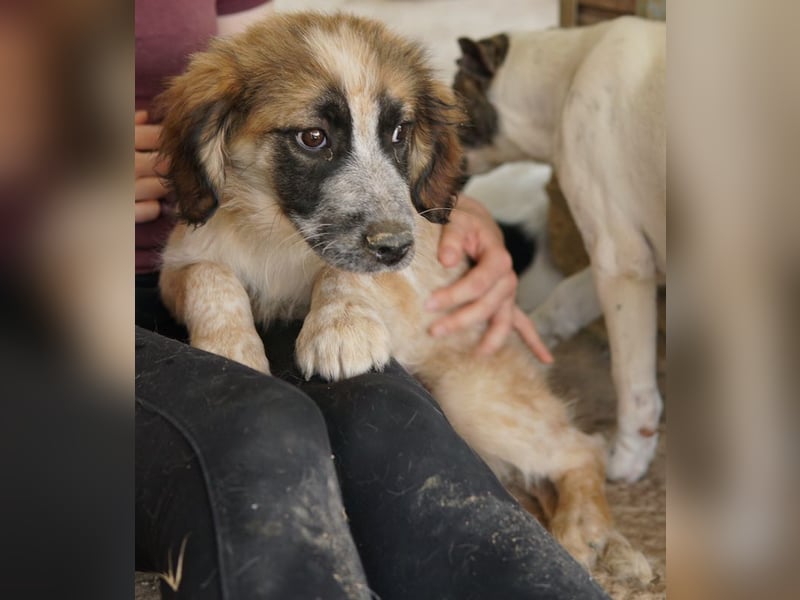 Toffee, geb. ca. 01/2023, lebt in GRIECHENLAND, im städt. Tierheim Serres