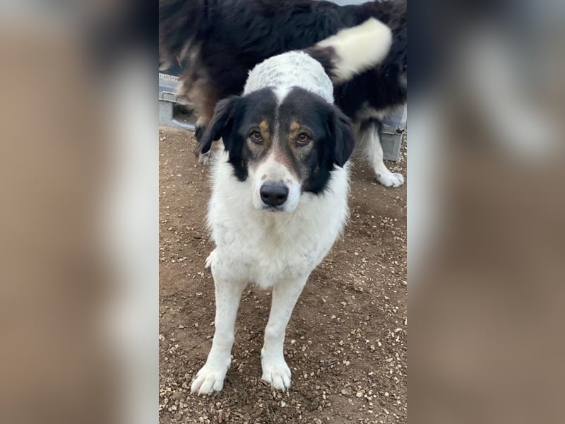 Xalia, geb. ca. 03/2018, lebt in GRIECHENLAND, im städt. Tierheim Serres