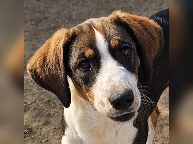 Darcy, geb. ca. 05/2024, lebt in GRIECHENLAND, auf einer privaten Pflegestelle