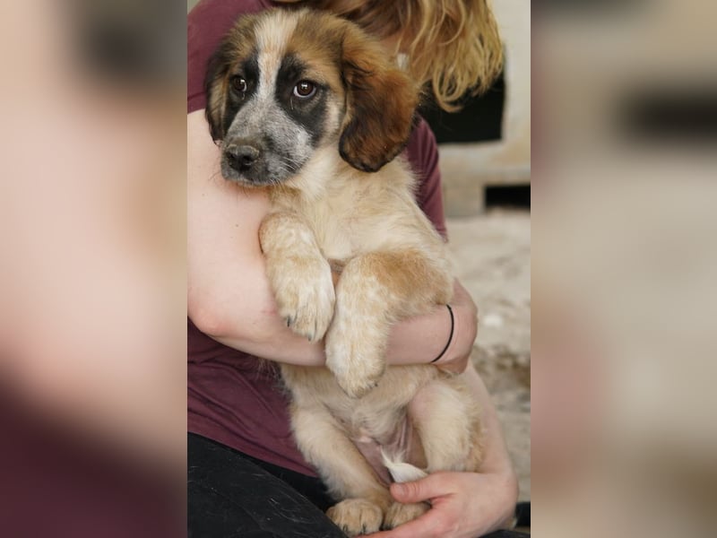 Toffee, geb. ca. 01/2023, lebt in GRIECHENLAND, im städt. Tierheim Serres