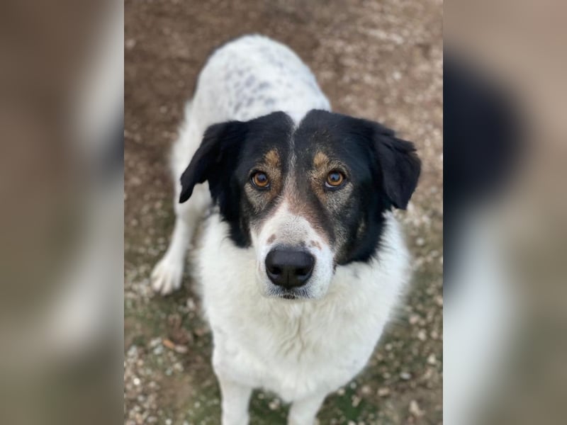 Xalia, geb. ca. 03/2018, lebt in GRIECHENLAND, im städt. Tierheim Serres