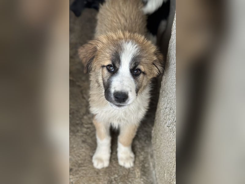 Zarina, geb. ca. 01/2025, lebt in GRIECHENLAND, im städt. Tierheim Serres
