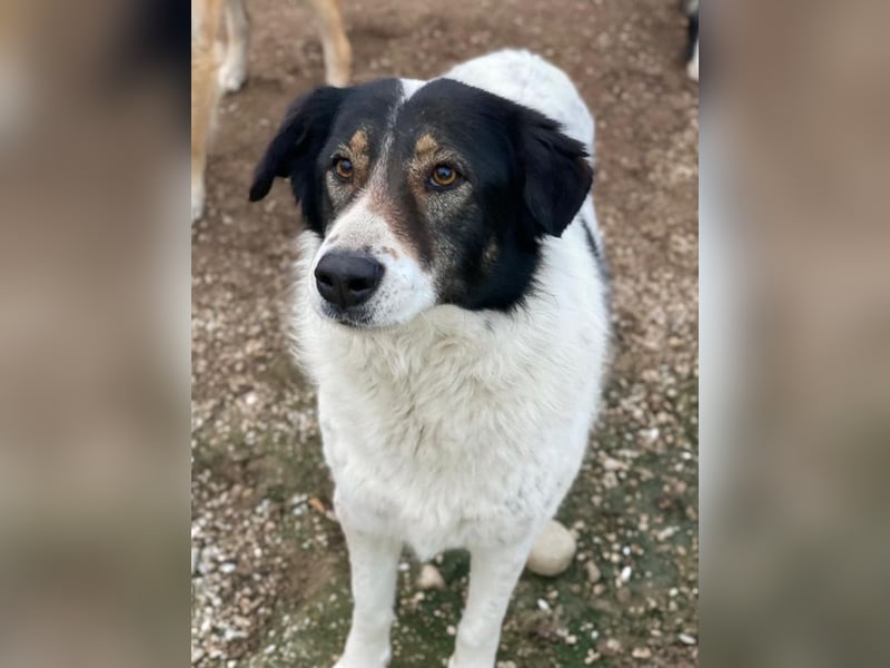 Xalia, geb. ca. 03/2018, lebt in GRIECHENLAND, im städt. Tierheim Serres