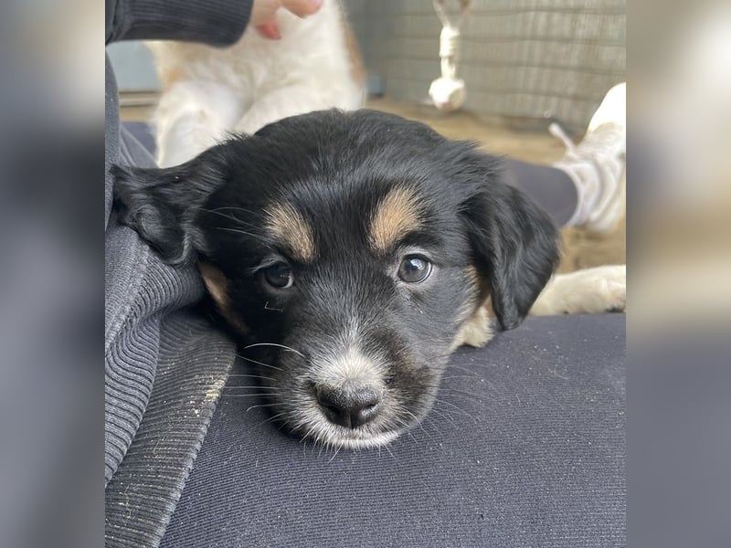 Snoopy, geb. ca. 12/2024, lebt in GRIECHENLAND, auf einer privaten Pflegestelle